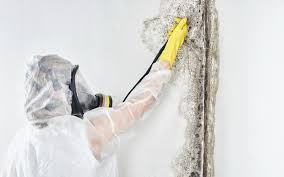 Best Mold Removal for HVAC Installations  in New Madison, OH